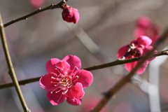 梅３