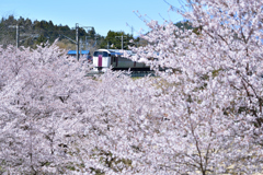 穴山の桜