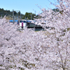 穴山の桜