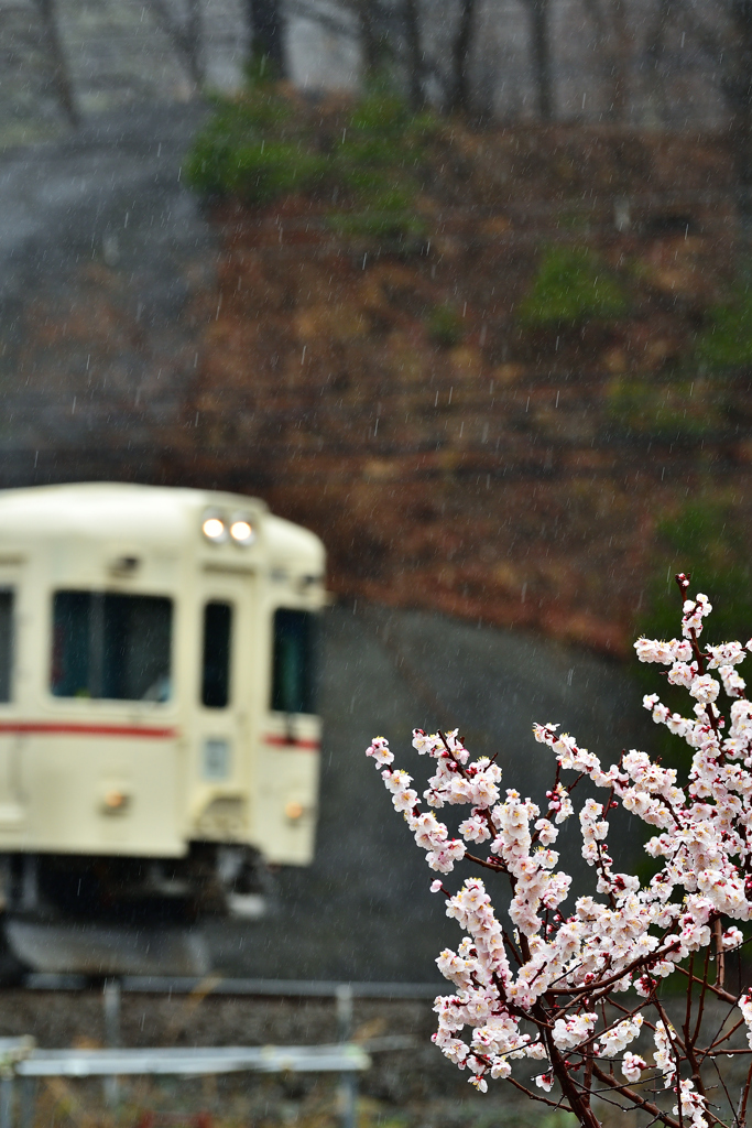 梅が京王色をお出迎え