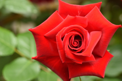 薔薇　２