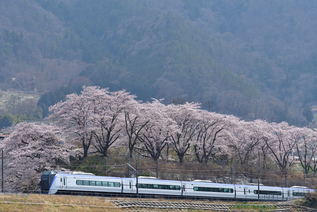 桜並木を行く