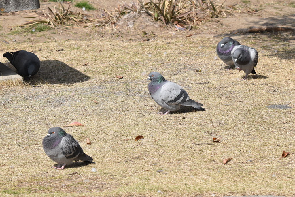 ひなたぼっこ