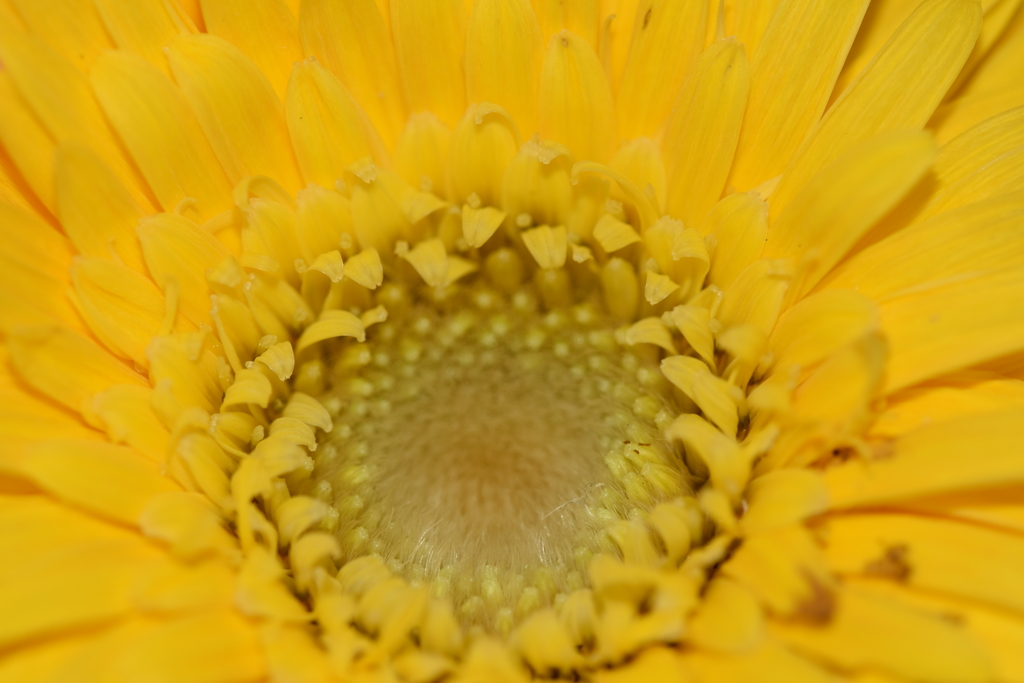 モコっと♪　ガーベラ