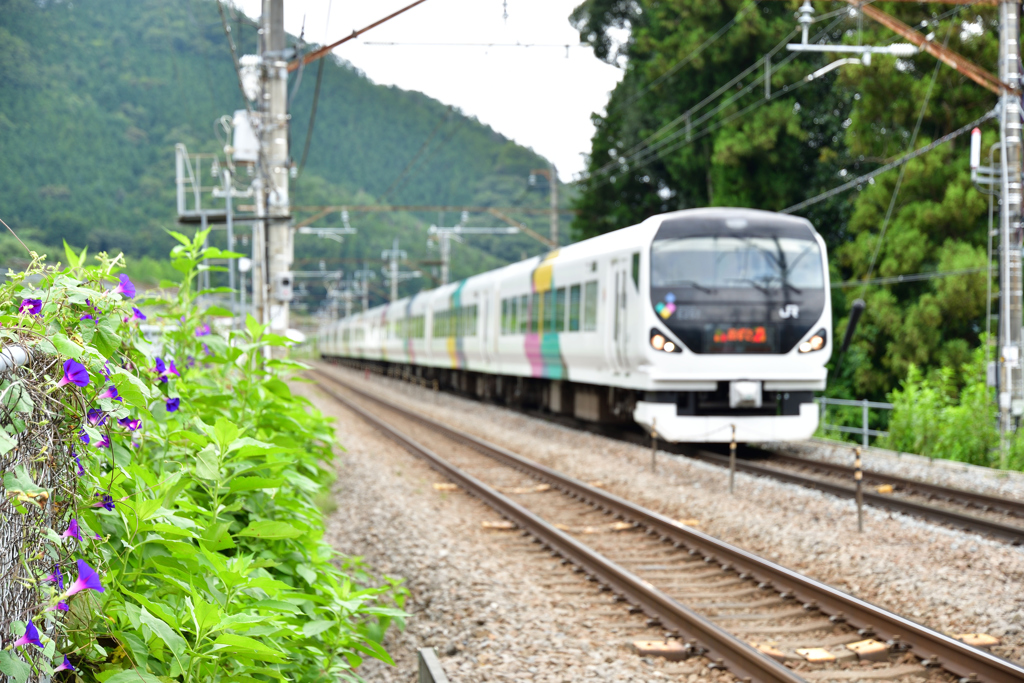 朝顔が主役