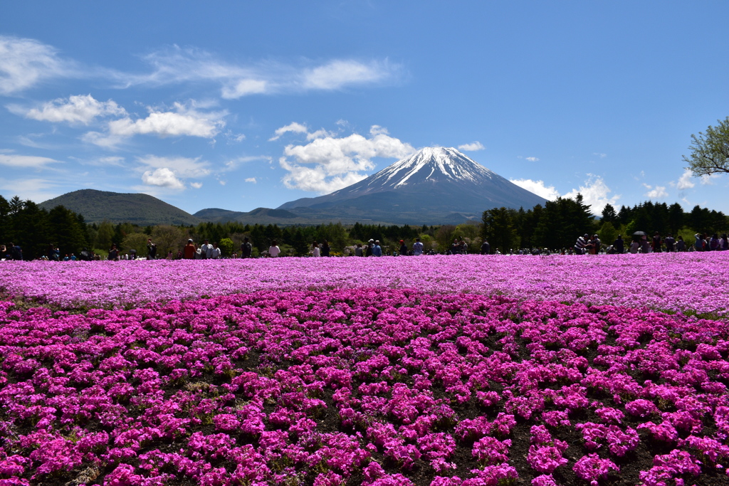富士芝桜２