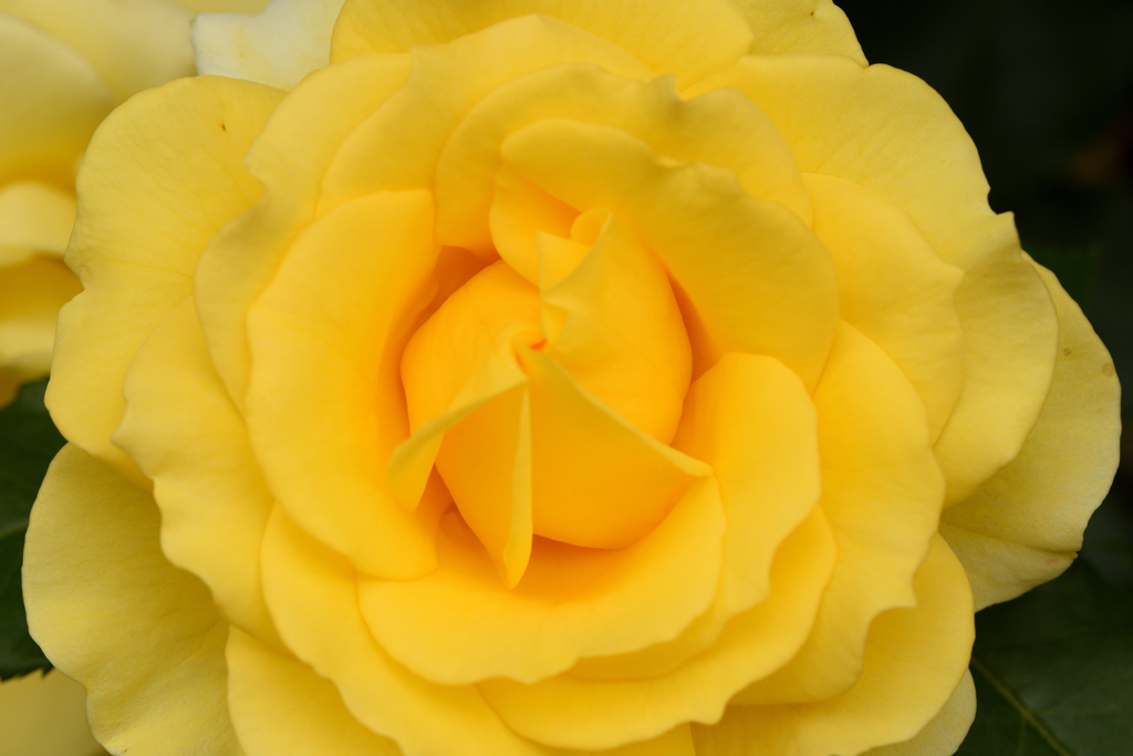 薔薇　５