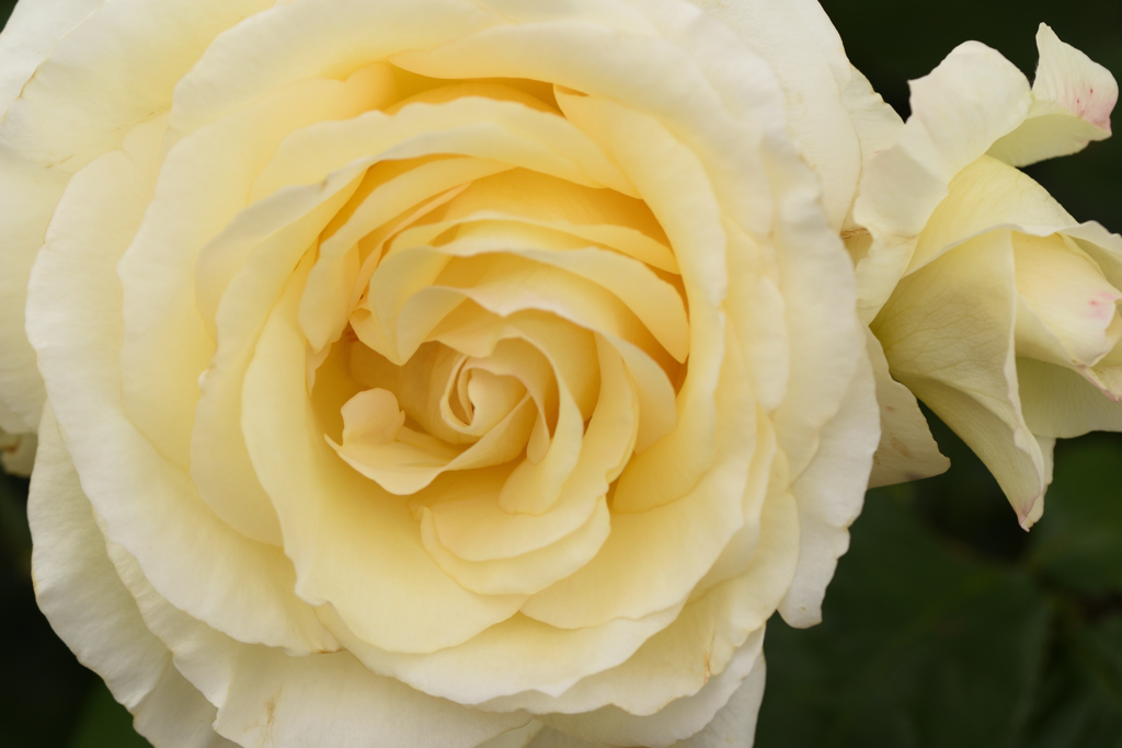 薔薇　４
