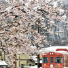 雪桜　１