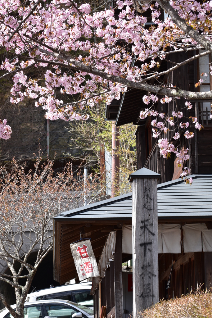 天下茶屋の桜