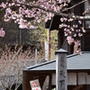 天下茶屋の桜