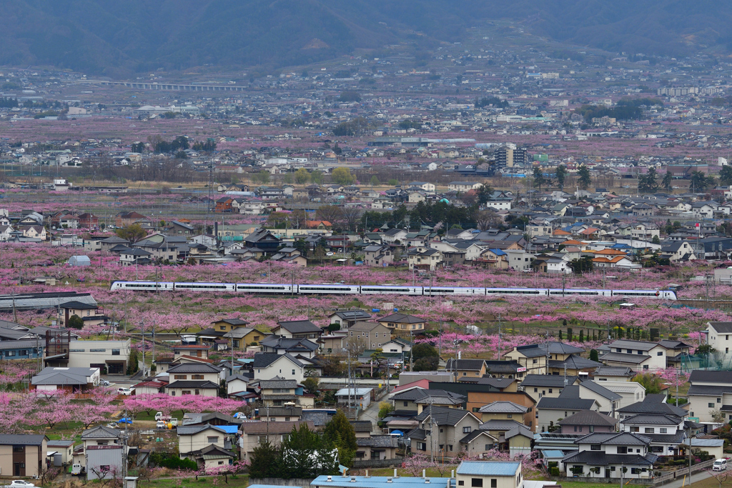 ピンクの絨毯（桃の花）