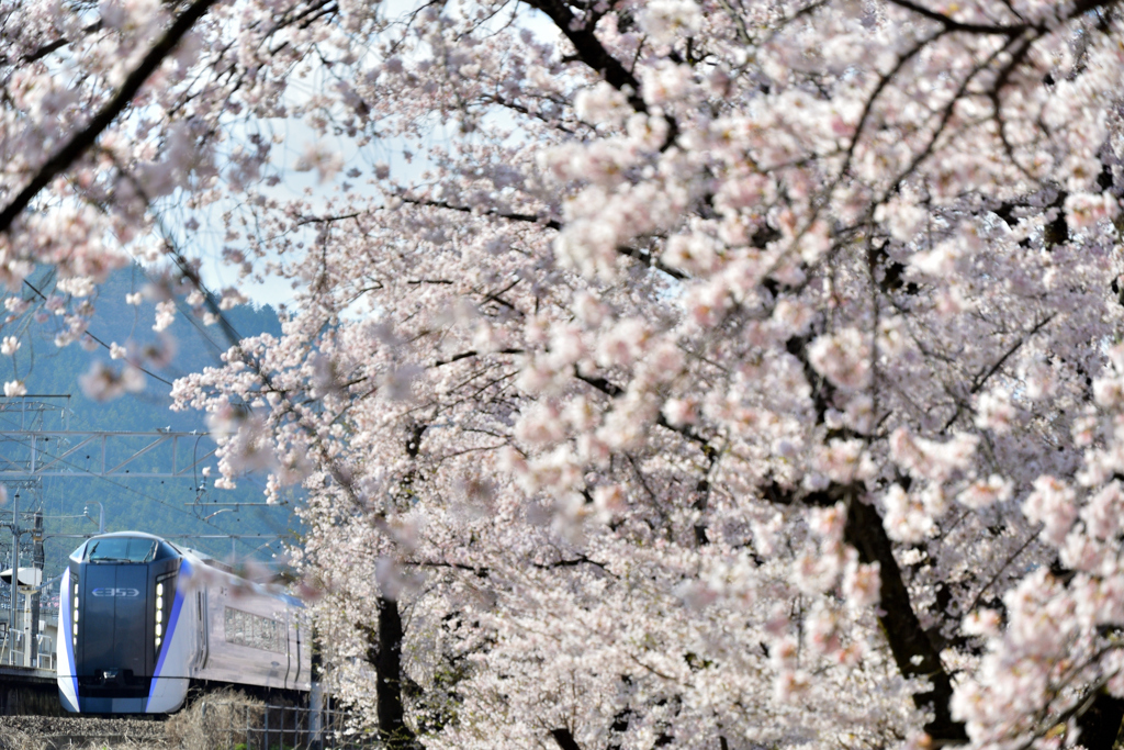 甚六桜　１