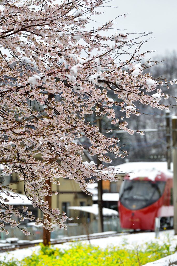 雪桜　２