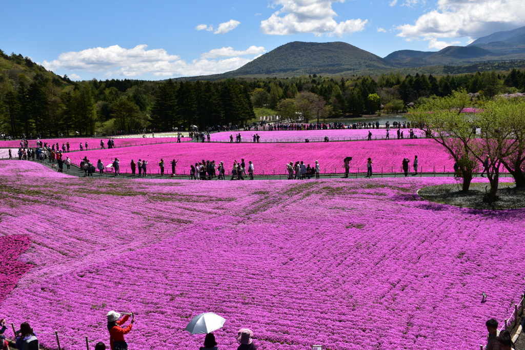 富士芝桜３