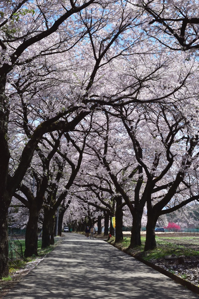 桜並木