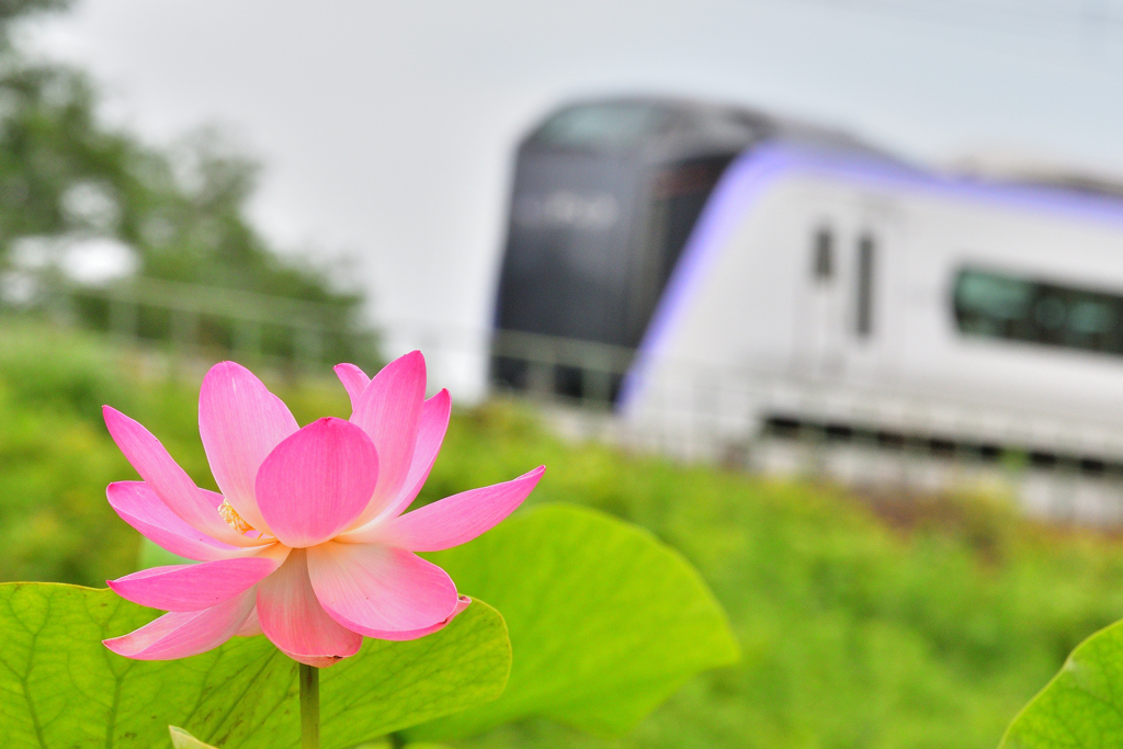 蓮の花