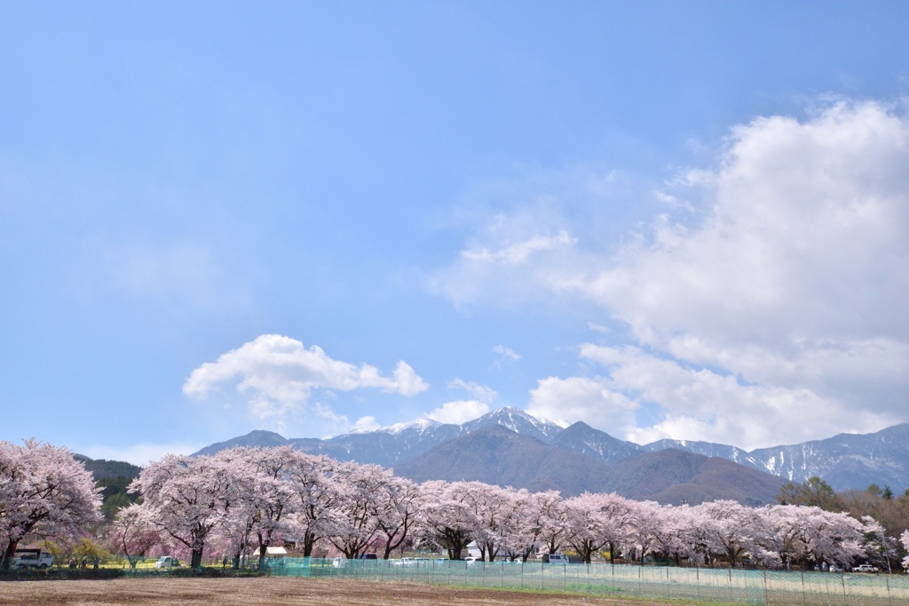 桜並木２