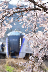 桜の額縁