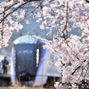 桜の額縁