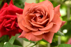 薔薇　３
