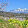 桃と菜の花