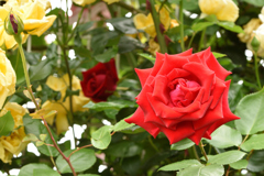薔薇　１