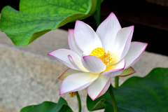 蓮の花