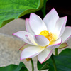 蓮の花