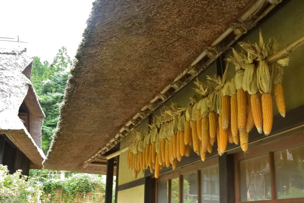 茅葺き屋根とトウモロコシ