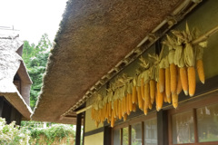 茅葺き屋根とトウモロコシ