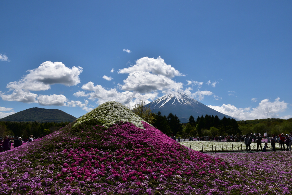 Ｗ富士　富士芝桜１