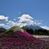 Ｗ富士　富士芝桜１
