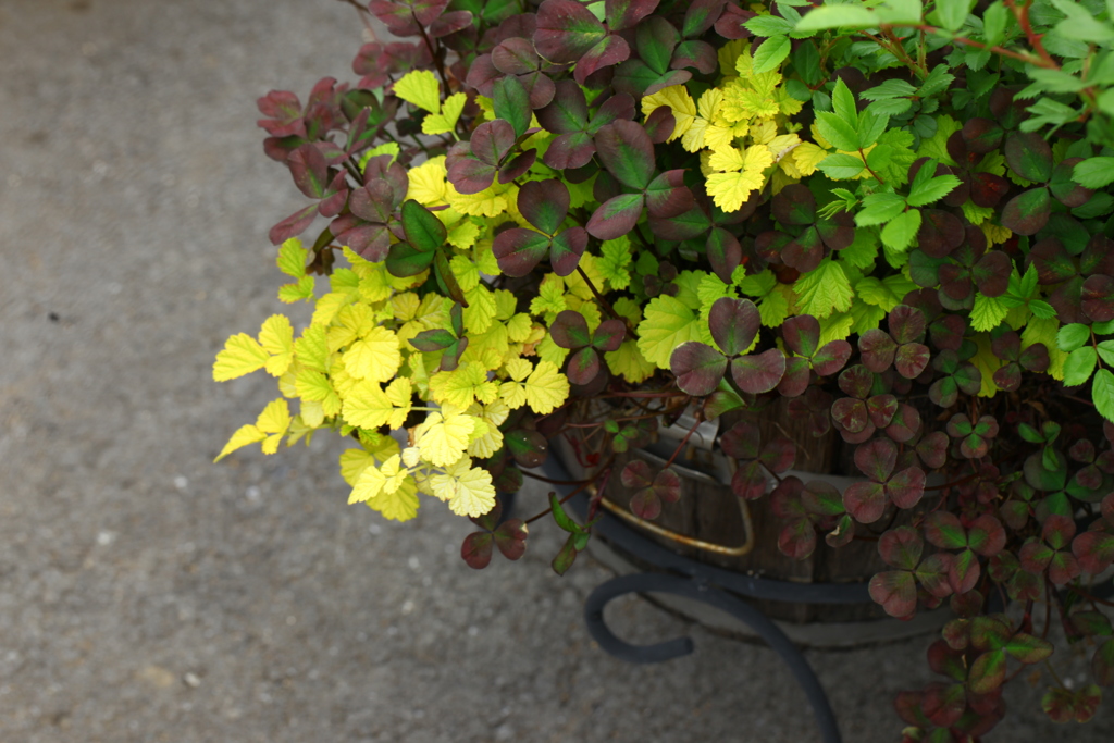 リーフの寄せ植え