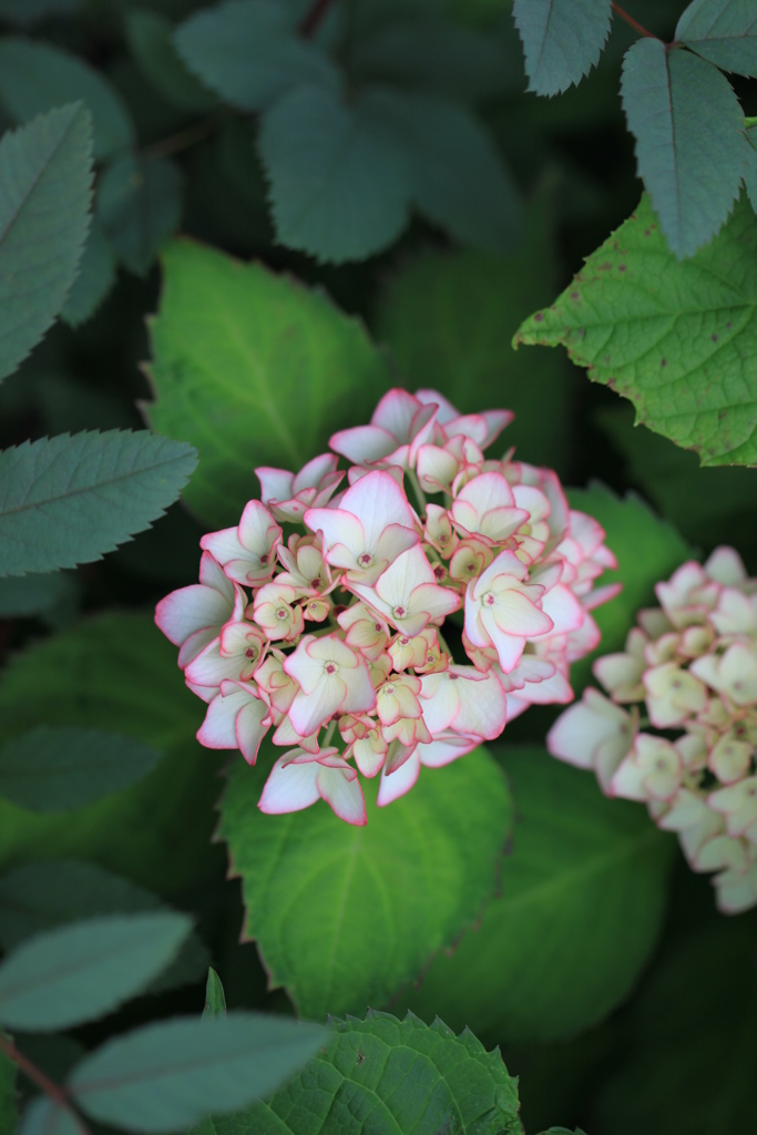 アジサイ未来の花とロサグラウカの葉