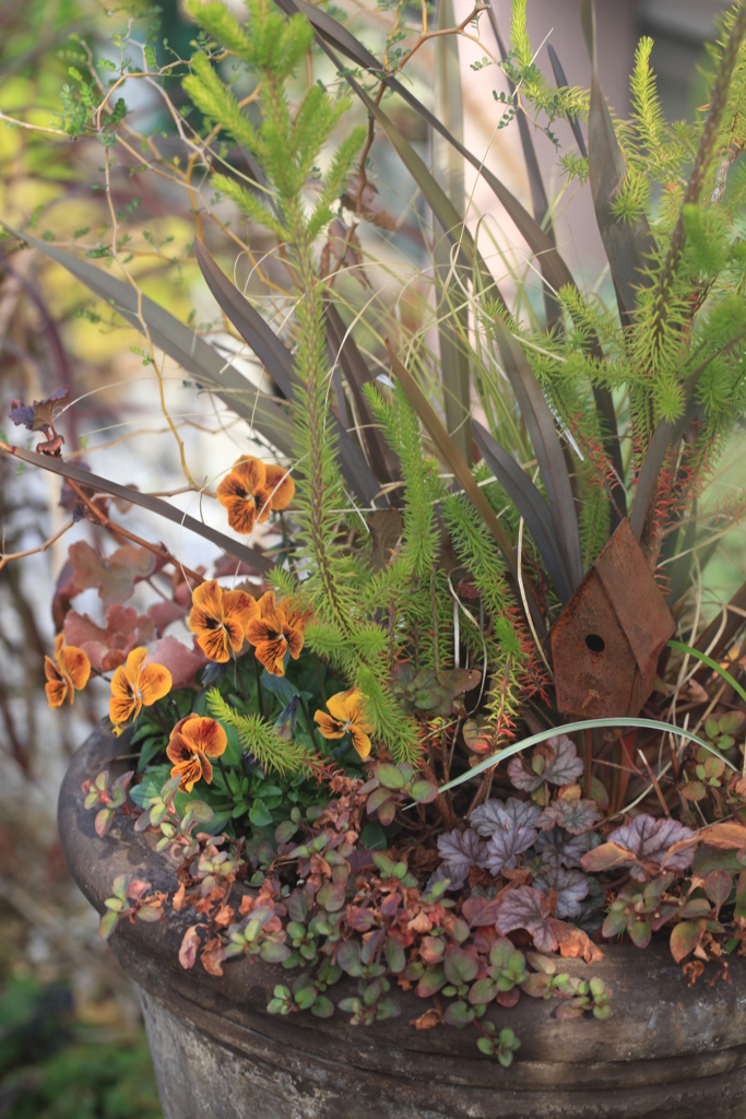 ビオラの寄せ植え