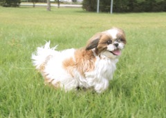 走る犬