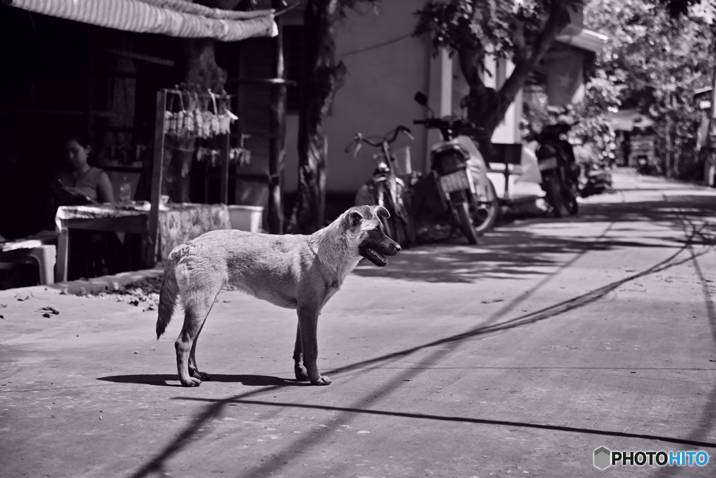 異国の犬　モノクロ