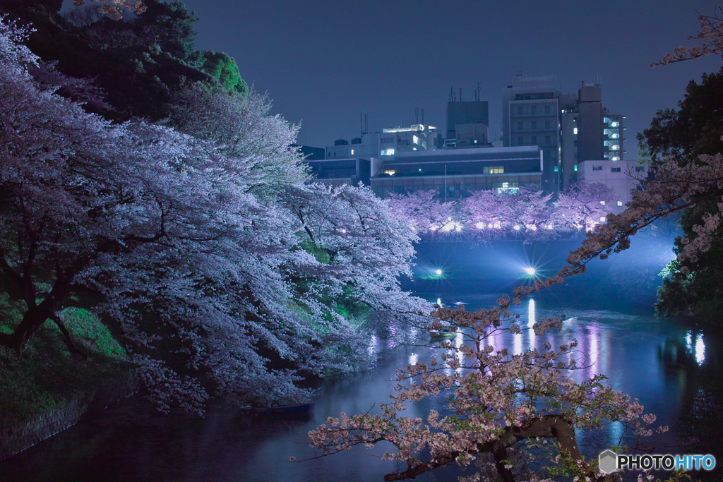 2018 千鳥ヶ淵公園の桜