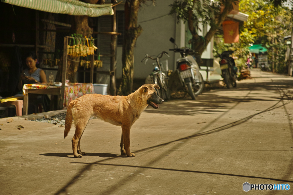 異国の犬