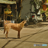 異国の犬