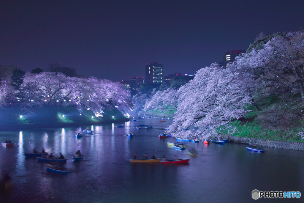 2018千鳥ヶ淵公園の桜４