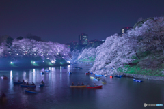 2018千鳥ヶ淵公園の桜４