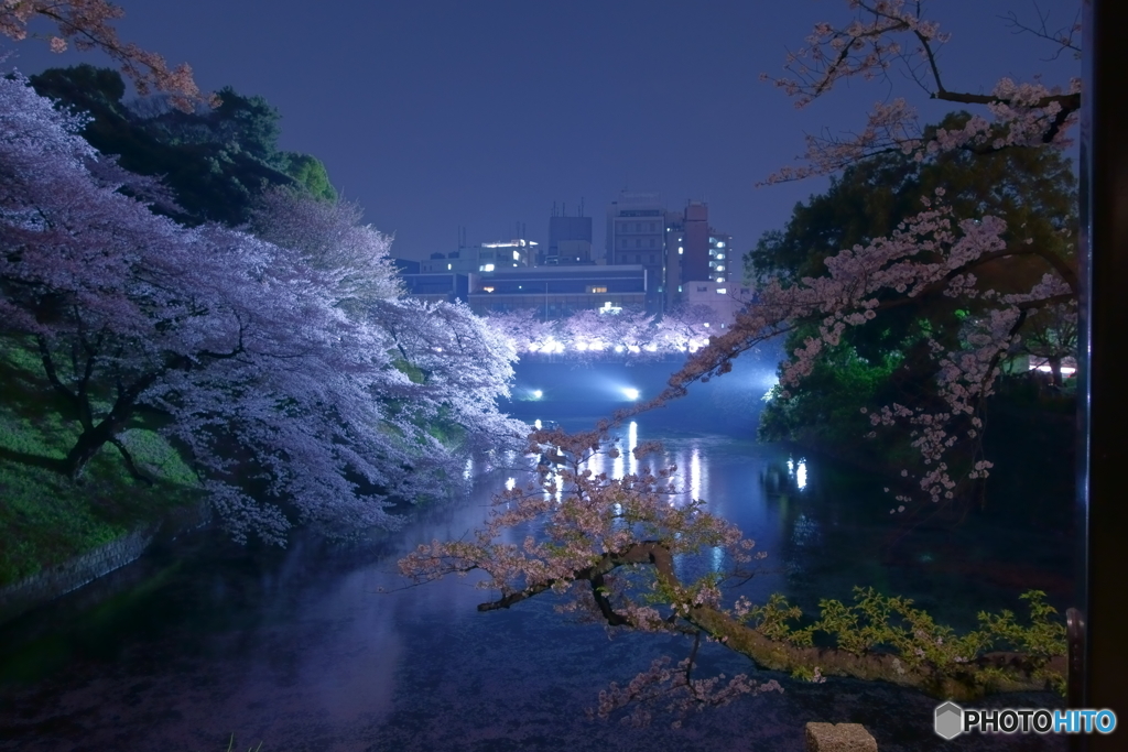 2018千鳥ヶ淵公園の桜2