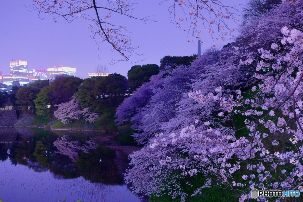 2018千鳥ヶ淵公園の桜3