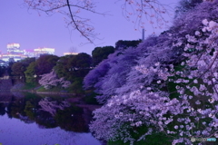 2018千鳥ヶ淵公園の桜3