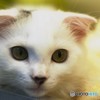 にゃんこ