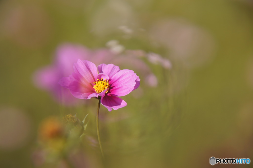 秋桜