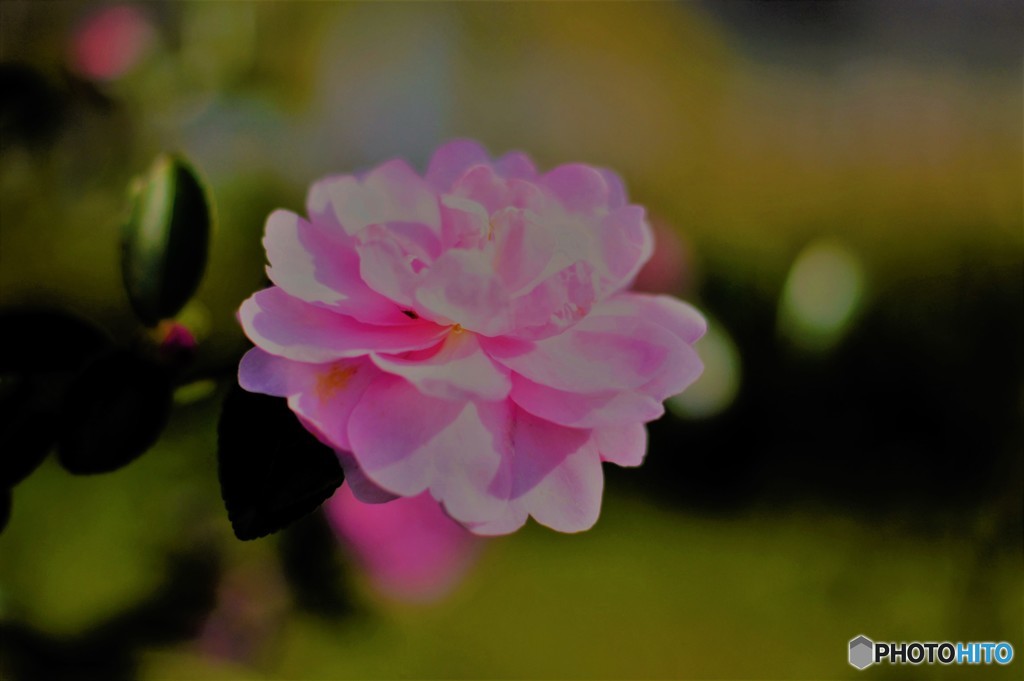 山茶花