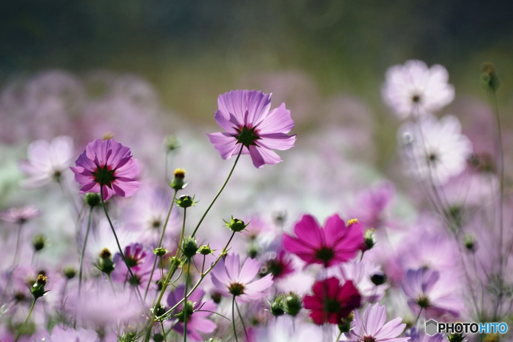 秋桜